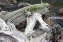 Driftwood Scotland 4